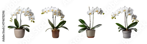  White colour Orchid in a pot of a transparent background