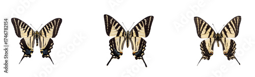  Zebra Swallowtail Butterfly Eurytides marcellus on transparent background top view