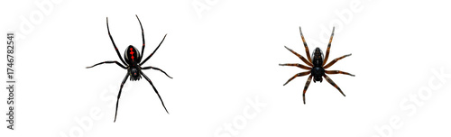  A single spider on transparent background