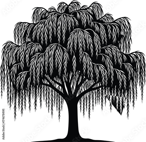 Weeping willow tree silhouette, drooping branches, botanical vector, nature art, black tree design, minimalist foliage, isolated tree, elegant landscape graphic