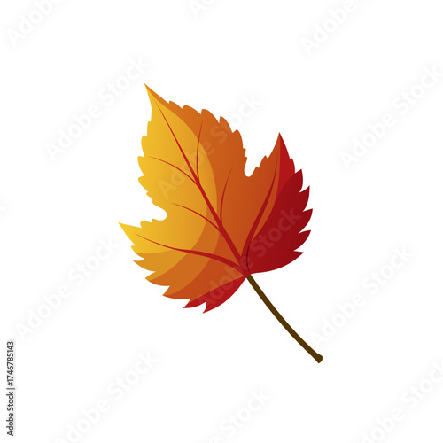 grape leaf  dried  autumnal colors  on a white bac