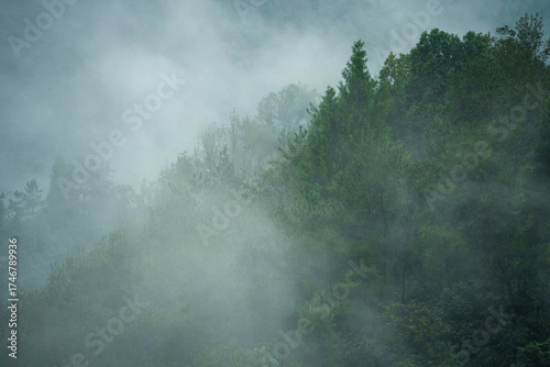 A dense forest stands veiled in mist, with trees reaching towards the sky in this serene natural landscape.