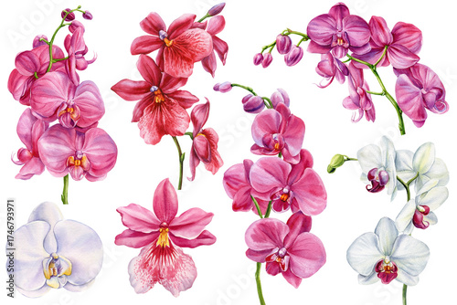 Watercolor Orchid Flowers Set. Pink and White Tropical Phalaenopsis Botanical Clipart for Wedding and Design isolated background