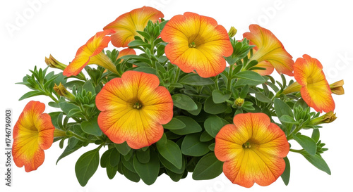 Tableau sur toile Isolated Petunia pot with vibrant orange-yellow flowers, perfect for spring or s