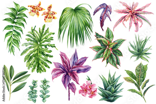 Watercolor Tropical Leaves Set on isolated background. Exotic Green Botanical Plants, Palm Aloe Agave Orchid Flowers Illustration