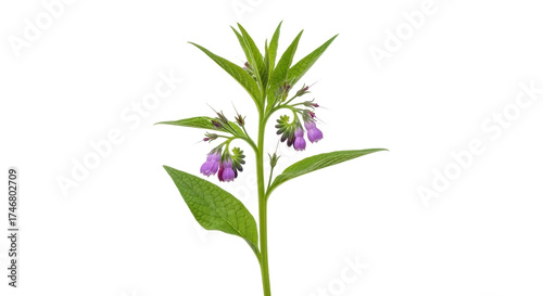 Isolated herbaceous comfrey plant, showing its purple flowers and green leaves against plain backdrop