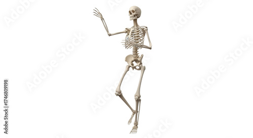 Isolated bony skeleton of human body striking expressive pose anatomical detail study
