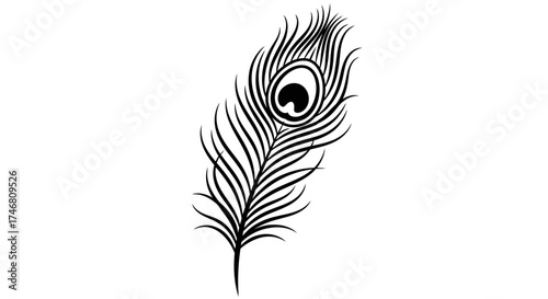 A detailed black and white illustration of a peacock feather with its distinctive eye-like pattern.