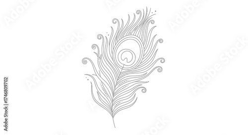 Detailed line drawing of a peacock feather, showcasing intricate swirls and patterns against a white background.