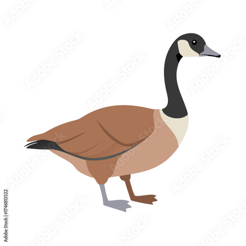 Vector art of a cartoon illustration of a canada goose standing on a