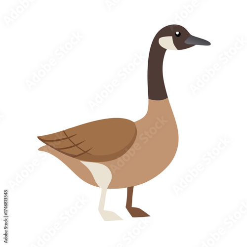 Vector art of a simple cartoon drawing of a canada goose with a black neck and brown body, isolated on a
