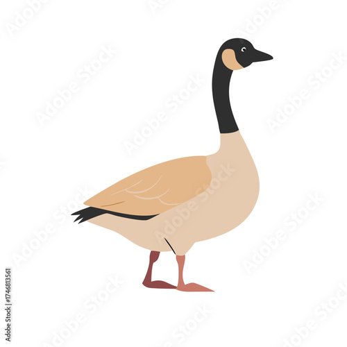 Vector art of a stylized illustration of a canada goose standing with its body facing forward and its head turned to the right, isolated on a