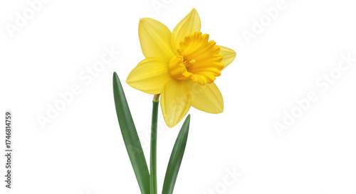 Foto Isolated daffodil blossom, close-up portrait of a vibrant yellow Spring flower a