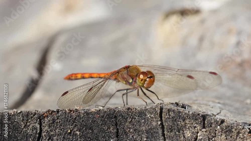 Dragonfly, odonata sitting, landing on tree trunk on sun light