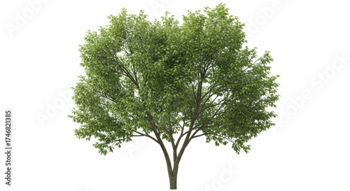 Isolated deciduous tree with green leaves against a neutral background for compositing