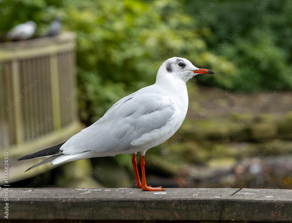 Fototapeta premium The Watchful Gull