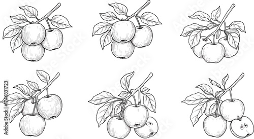Black and white apple illustration, detailed apple branch drawing, botanical fruit sketch, realistic apple artwork, vintage apple design, nature study