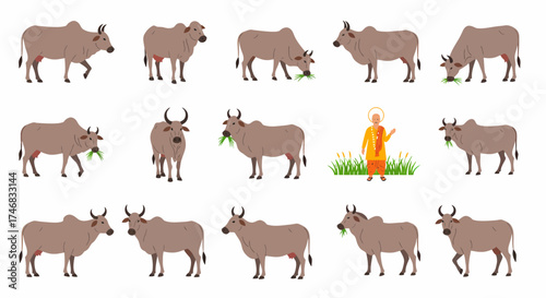 Row of Zebu cattle illustrations some grazing beside a holy man