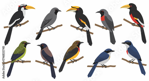 Ten colorful tropical birds perched on brown branches against a white background