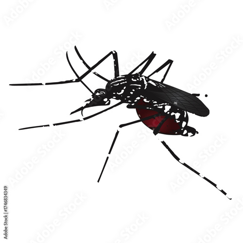 Aedes mosquito sucking blood isolated on white background. Dengue virus vector. Malaria insect close up. Healthcare. Epidemic. Disease control. vector illustration