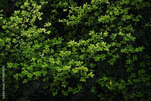 Fresh green leaves thriving on tree branches, creating a vibrant contrast against the shadowy backdrop of a dense forest