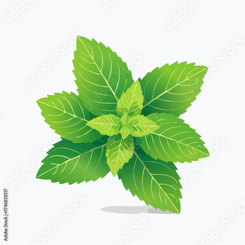 Vibrant and fresh green mint leaves illustration showcasing healthy, aromatic herb foliage, ideal for natural food, beverage, and wellness design concepts