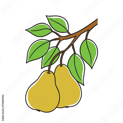  Stylized Drawing of Pears Hanging from a Tree Branch, flat vector illustration