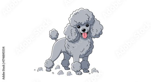 A fluffy grey poodle stands on a white background with its tongue out and its tail wagging.