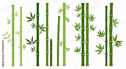 Stylized illustration of various green bamboo stalks with leaves against a white background