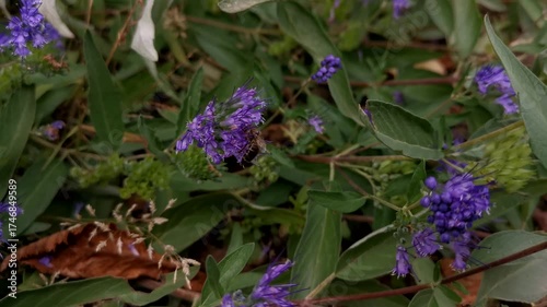 A bee on a purple flower in close-up. Insects collect nectar on autumn flowers in the park. Authentic natural background. A vivid video. The concept of hard work, environmental protection. 4K video