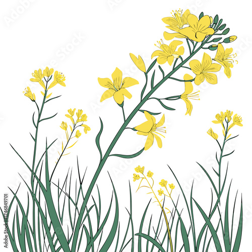 Illustration of canola flowers in full bloom, showcasing the vibrant yellow petals and lush green stems, creating a cheerful and natural scene