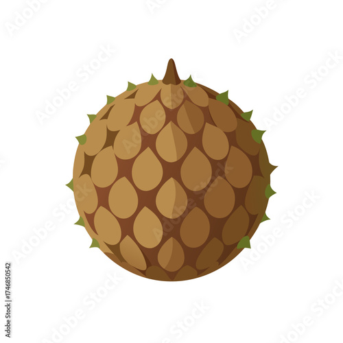 buttonwood seed pod  round  textured  on a white 