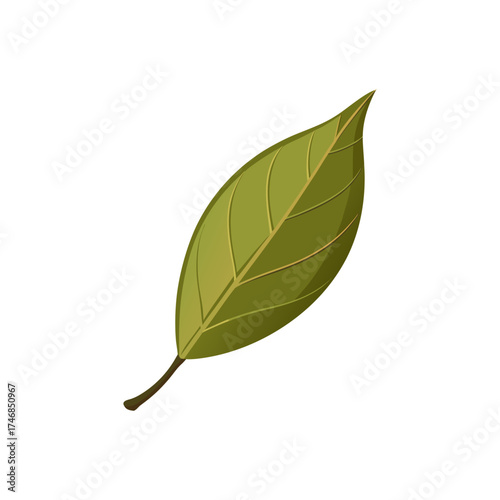 bay leaf  dried  single  on a white background 