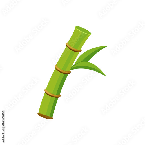 bamboo cane segment  short  on a white background 