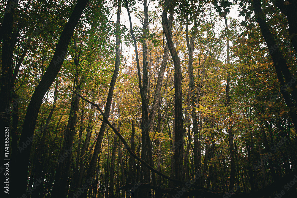 Obraz premium Golden House highlights the golden hues of autumn's color palette. 