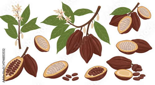 An illustration depicting various stages of cacao pods flowers leaves and beans