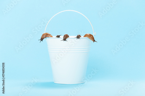 bucket filled with collected snails, garden pests, invasive species Spanish slug