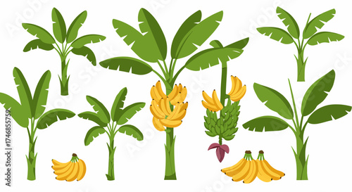 Illustration of various green banana plants with bunches of yellow and green fruit