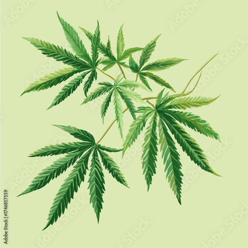 Hemp plant, marijuana, medical cannabis, leaves, plant