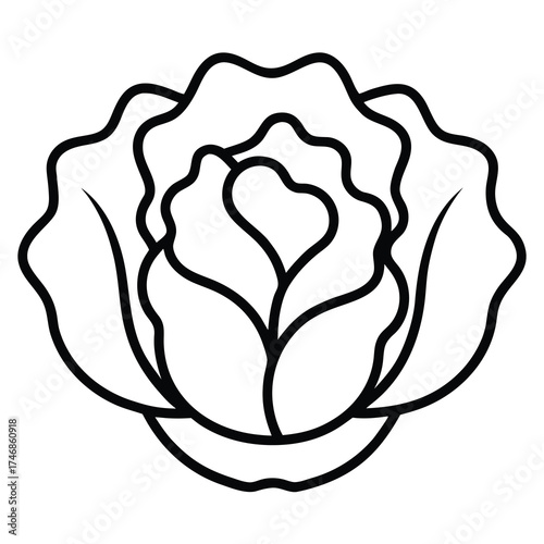 butterhead lettuce vector line art icon