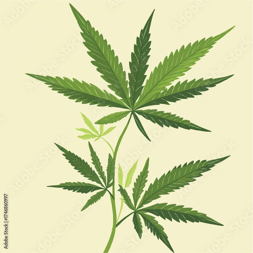 Cannabis leaves on branches, bush, marijuana, medical cannabis, leaves, plant
