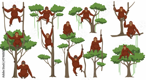 Illustrations of various orangutans climbing and resting in jungle trees