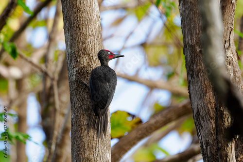 Celebesspecht (mulleripicus fulvus) an einem Baumstamm, Sulawesi, Tangkoko Nationalpark