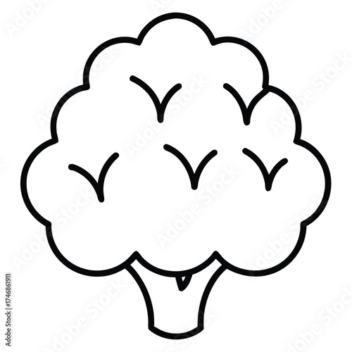 cauliflower vector line art icon