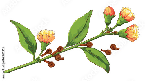 Cloves Flower Branch with Buds and Spice Vector Illustration