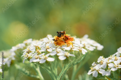 Ambush Bugs Mating on Yarrow Flower in Garden Macro Closeup