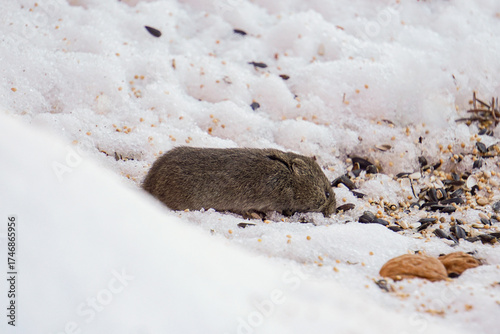 Small Vole Rodent Eats Seeds Off Snow in Winter Maine New England North American Wildlife