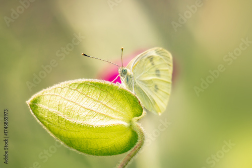 Cabbage White Butterfly on Seedling in Garden Macro Closeup
