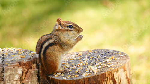 Chipmunk Eats Food with Paws in Macro Closeup Maine New England North American Wildlife