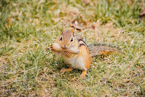 Chipmunk Eats Peanut in Macro Closeup Maine New England North American Wildlife